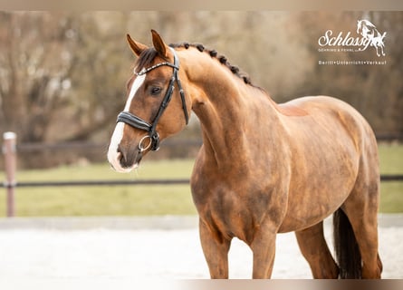 Oldenburg, Castrone, 8 Anni, 170 cm, Sauro scuro