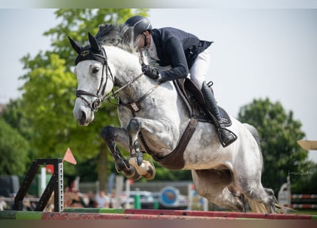 Oldenburg, Castrone, 8 Anni, 172 cm, Grigio