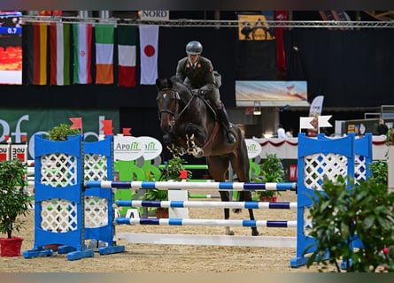 Oldenburg, Castrone, 8 Anni, 178 cm, Baio scuro