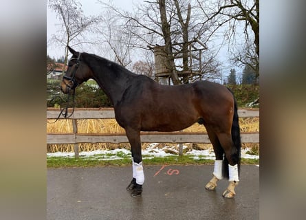 Oldenburg, Castrone, 8 Anni, 179 cm, Baio scuro