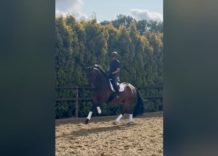 Oldenburg, Castrone, 8 Anni, 185 cm, Baio scuro