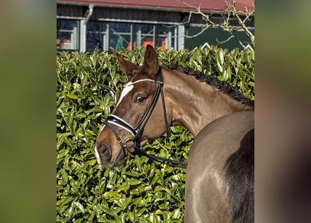 Oldenburg, Castrone, 9 Anni, 167 cm, Sauro scuro