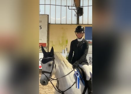 Oldenburg, Castrone, 9 Anni, 172 cm