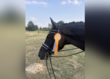 Oldenburg, Castrone, 9 Anni, 172 cm, Morello