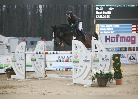 Oldenburg, Castrone, 9 Anni, 175 cm, Baio scuro