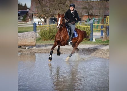 Oldenburg, Gelding, 10 years, 15.3 hh, Chestnut-Red