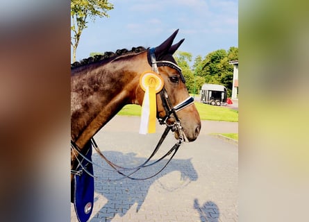 Oldenburg, Gelding, 10 years, 16,1 hh, Bay-Dark