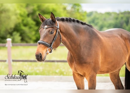 Oldenburg, Gelding, 10 years, 16.2 hh, Brown