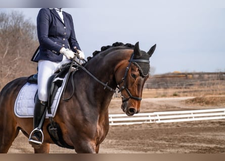 Oldenburg, Gelding, 10 years, 16.2 hh, Brown