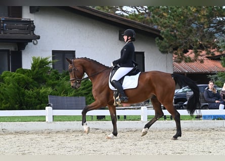 Oldenburg, Gelding, 10 years, 16,2 hh, Brown