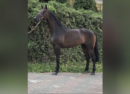 Oldenburg, Gelding, 10 years, 16,2 hh, Brown