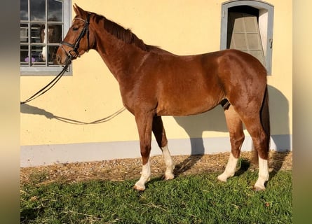 Oldenburg, Gelding, 10 years, 16.2 hh, Chestnut-Red