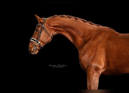 Oldenburg, Gelding, 10 years, 16,2 hh, Chestnut-Red