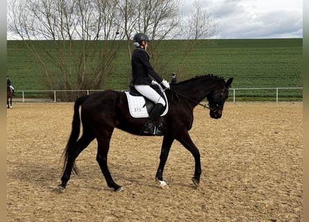 Oldenburg, Gelding, 10 years, 16.2 hh, Smoky-Black