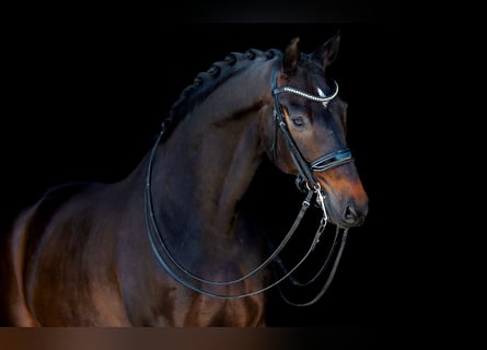 Oldenburg, Gelding, 10 years, 16,3 hh, Bay-Dark