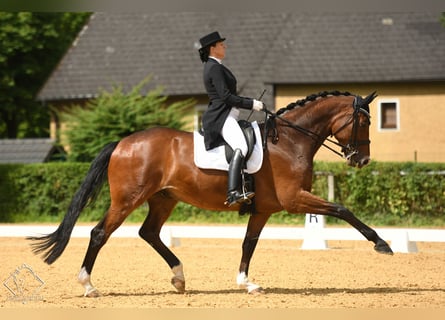 Oldenburg, Gelding, 10 years, 17.1 hh, Brown