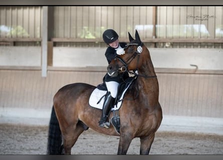 Oldenburg, Gelding, 10 years, 17.1 hh, Brown