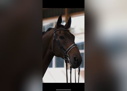 Oldenburg, Gelding, 10 years, 17,1 hh, Brown