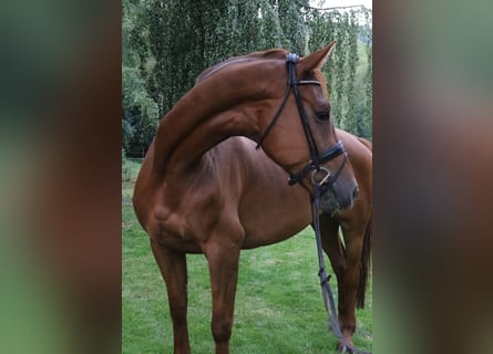 Oldenburg, Gelding, 10 years, 17,1 hh, Chestnut-Red