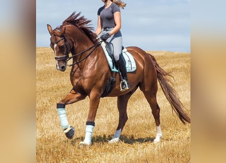 Oldenburg, Gelding, 10 years, 17.1 hh, Chestnut-Red