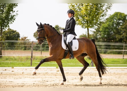 Oldenburg, Gelding, 10 years, 17,1 hh