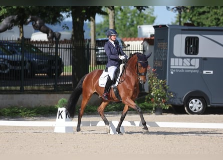 Oldenburg, Gelding, 10 years, 17 hh, Brown
