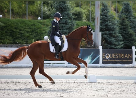 Oldenburg Mix, Gelding, 10 years, 17 hh, Chestnut-Red