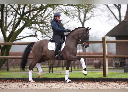 Oldenburg, Gelding, 10 years, 17 hh, Smoky-Black