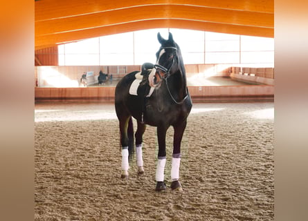 Oldenburg, Gelding, 10 years, 17,2 hh, Bay-Dark