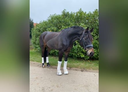 Oldenburg, Gelding, 11 years, 16,1 hh, Bay-Dark