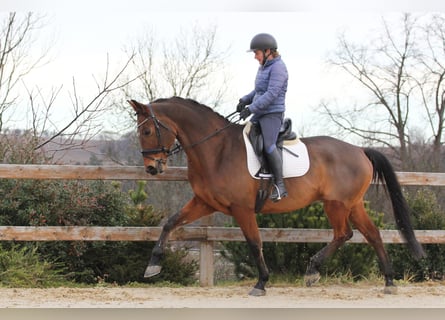 Oldenburg, Gelding, 11 years, 16,2 hh, Brown