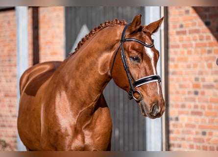 Oldenburg, Gelding, 11 years, 16,2 hh, Chestnut-Red