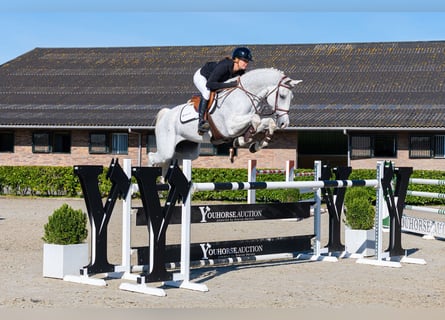 Oldenburg, Gelding, 11 years, 16.2 hh, Grey