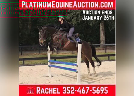 Oldenburg, Gelding, 11 years, 16.3 hh, Bay