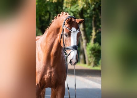 Oldenburg, Gelding, 11 years, 16,3 hh, Chestnut-Red