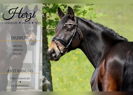 Oldenburg, Gelding, 11 years, 16,1 hh, Smoky-Black