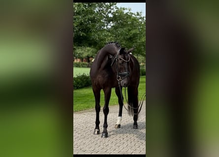 Oldenburg, Gelding, 11 years, 16,2 hh, Black