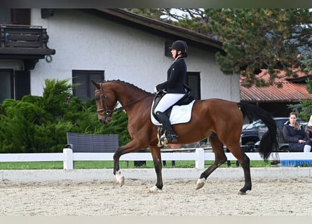 Oldenburg, Gelding, 11 years, 16,2 hh, Brown