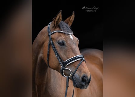 Oldenburg, Gelding, 11 years, 16,3 hh, Brown