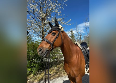 Oldenburg, Gelding, 11 years, 17,1 hh, Chestnut-Red