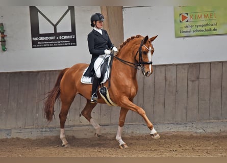 Oldenburg, Gelding, 11 years, 17 hh, Chestnut-Red