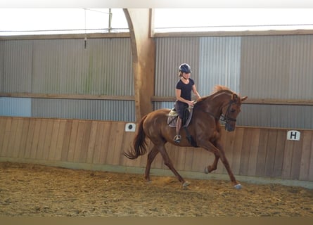 Oldenburg, Gelding, 11 years, 17,1 hh, Chestnut