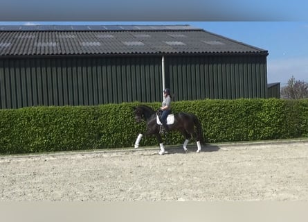 Oldenburg, Gelding, 12 years, 16.1 hh, Bay-Dark