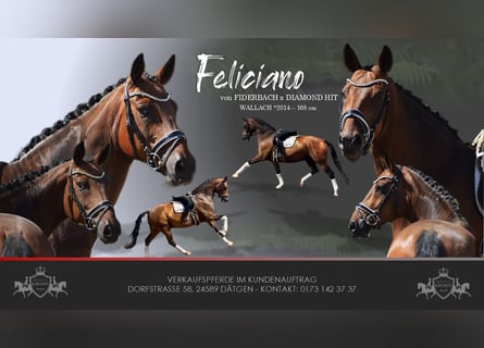 Oldenburg, Gelding, 12 years, 16.1 hh, Brown