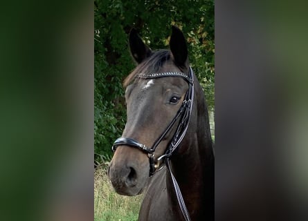 Oldenburg, Gelding, 12 years, 16.2 hh, Bay-Dark