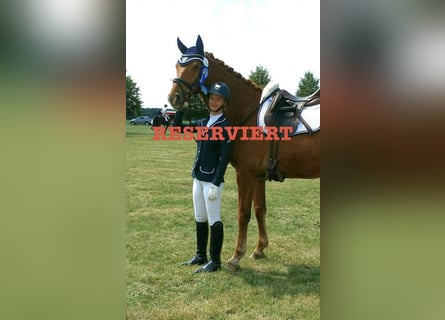 Oldenburg, Gelding, 12 years, 16.2 hh, Chestnut-Red