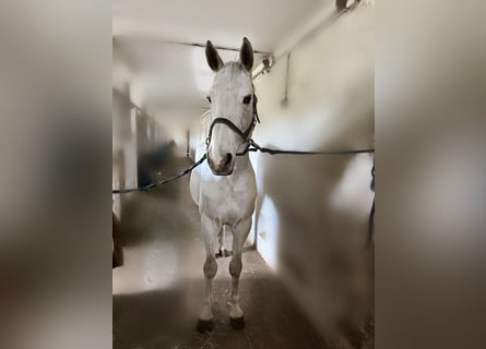 Oldenburg, Gelding, 12 years, 16 hh, Gray