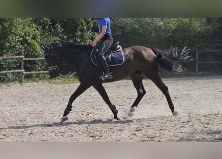 Oldenburg, Gelding, 12 years, 16,1 hh, Smoky-Black