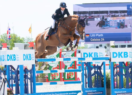 Oldenburg, Gelding, 12 years, 17,1 hh, Chestnut-Red