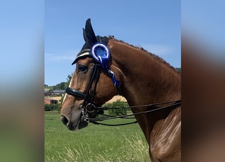 Oldenburg, Gelding, 13 years, 17.1 hh, Chestnut-Red